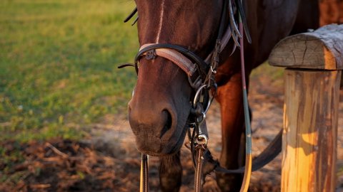 Large brown harnessed domestic horse with bridle stands on ranch grass by wooden fence under bright summer morning sunlight close view
