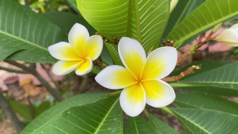 blooming floral, Plumeria frangipani flowers in white and yellow panning panoramic high definition stock footage video clip.