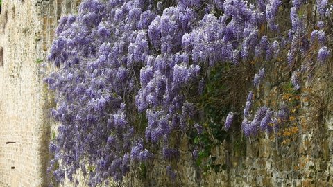 Beautiful purple wisteria (Wisteria sinensis) blown by the wind on the ancient walls of Florence. Italy
