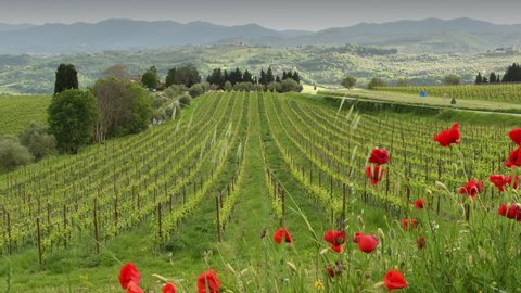 red poppies with young rows of vineyards in the Chianti region of Tuscany. Spring season, Italy. 