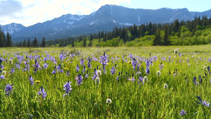 Blue Camas Wildflowers - Field of Blue Camas wildflowers swaying by gentle breeze in a mountain meadow at Cut Bank Valley on a sunny and calm Spring Evening, Glacier National Park, Montana, USA. Royalty-Free Stock Footage #1076093675