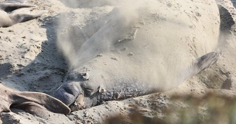 Northern Elephant Seal sandbathing in San Simeon, CA.