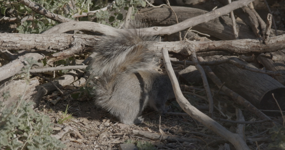 Arizona Gray Squirrel Foraging Looking For Food On Ground