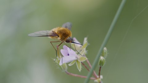 Large Bee Fly (Bombylius Major) Sucking Nectar From A Flower