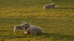 4K video clip mother sheep with baby lamb laying down on her back in a field on a farm in evening sunlight
