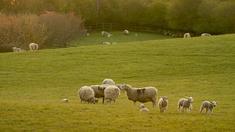 4K video clip mother sheep and baby lambs in a field on a farm in evening sunlight