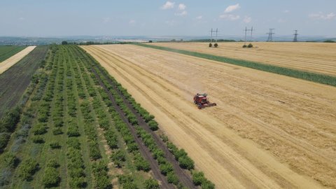 4K Aerial view of wheat harvest. Drone shot flying over combine harvesters working on wheat field. Harvester machine to harvest wheat field Work in process. A field after a harvest.