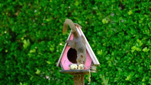Natural act of garden squirrel on top of birdhouse looking at bananas and eat them. The background is greenery environment of plants and fresh relaxing vibes of backyard garden.