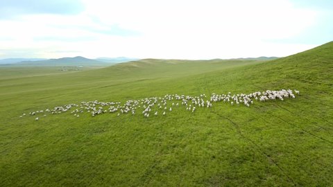 A flock of sheep moving forward on the grassland pasture in Inner Mongolia
