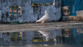 white pigeon 4k video fujifilm camera