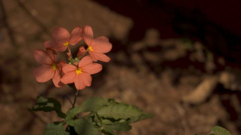 Стоковое видео: Orange pink tiny flowers during summer time. Nature background.