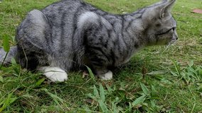 Video of cute cat playing on the green grass, looking right and left