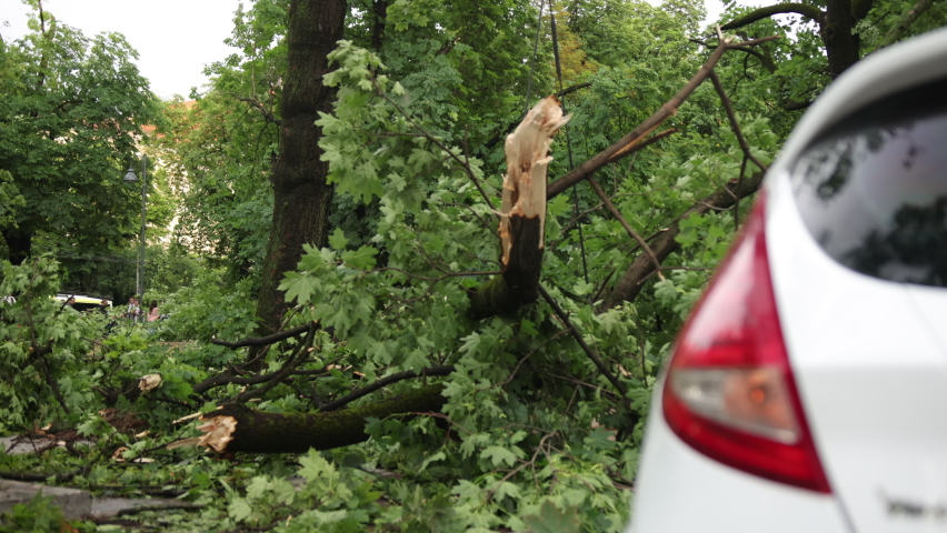 Heavy rain, storm gusts caused an accident an old tree fell on a car during a storm. Vehicle under fallen tree. Wood fall down on car during hurricane. Accident the vehicle crashed into a wood