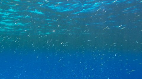 School of small fishes feeds in the surface water rich in plankton. Visually distinguishable plankton-rich water layer (rarely seen phenomenon). Red Sea, Egypt
