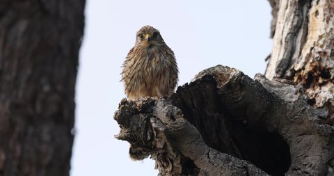 The common kestrel is a bird of prey species belonging to the kestrel group of the falcon family Falconidae. 
