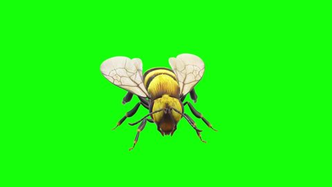 Bee Sitting on Green Screen