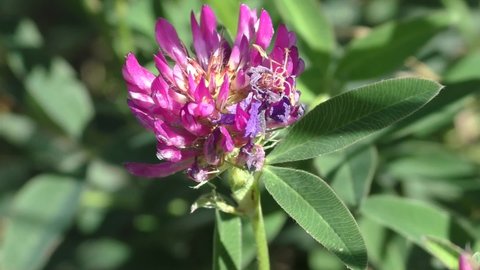 Meadow clover, or red clover (Trifolium pratense) is the type species of the genus Clover. Meadow clover is a biennial, but more often a perennial herbaceous plant, reaching a height of 15-55 cm.