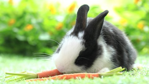 Bunny easter fluffy rabbit eating food, vegetables, carrots, baby corn on green nature background,  Lovely mammal with beautiful bright eyes in nature life. Symbol of easter day. Animal concept.