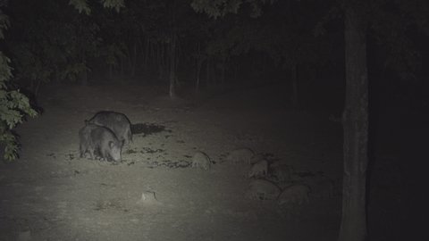 Wild hogs of various ages at the feeding spot during the night
