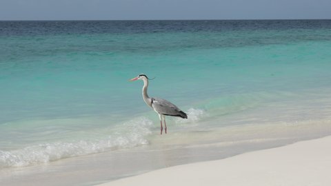 Slow motion of Grey Heron. Beautiful wildlife in Maldives