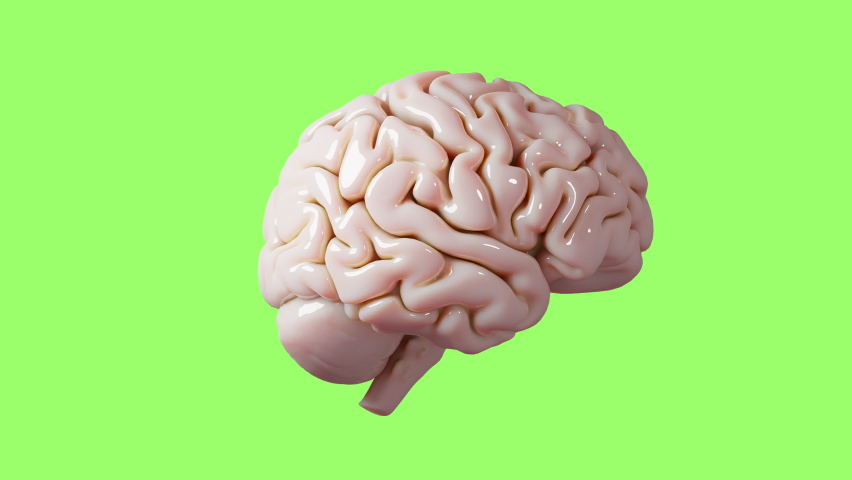 Human brain Anatomical Model 3D glossy brain rendering isolated on green screen keying background medical concept image 3D rendering Royalty-Free Stock Footage #1076133272