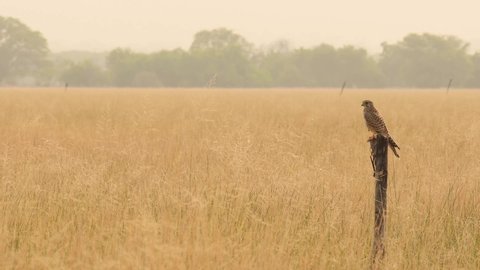 Wide shot of Common kestrel or Falco tinnunculus perched during winter migration in scenic grassland background of tal chhapar sanctuary rajasthan india