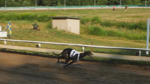 BORAS, SWEDEN - JULY 17, 2021: Greyhounds running on the race track one hot summer evening. HD footage. Slowmotion x4. Racing in the sun. Competition.