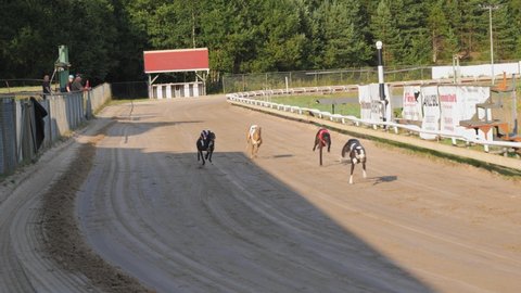 BORAS, SWEDEN - JULY 17, 2021: Greyhounds running on the race track one hot summer evening. 4K footage. Slowmotion x2. Racing in the sun. Competition.