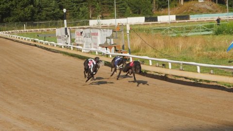 BORAS, SWEDEN - JULY 17, 2021: Greyhound racing. Greyhounds take off one hot summer evening at the race track. HD footage. Slowmotion x4. Racing in the sun. 