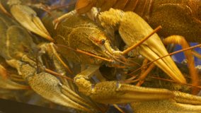 Ungraded: Live crayfish swarm in the aquarium in the seafood department of supermarket. Ungraded H.264 from camera without re-encoding.
