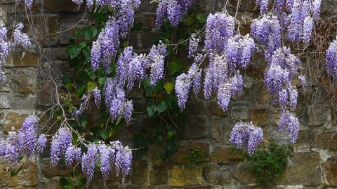 wisteria (Wisteria sinensis) with purple flowers blown by the wind on the ancient walls of Florence. Italy