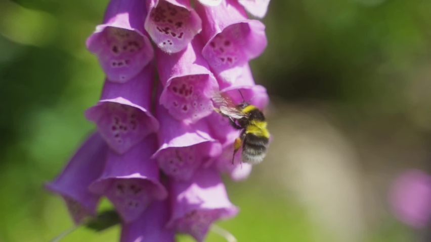 Closeup static shot of bumble bee sitting in foxglove flower and cleaning its face before flying into a different flower.