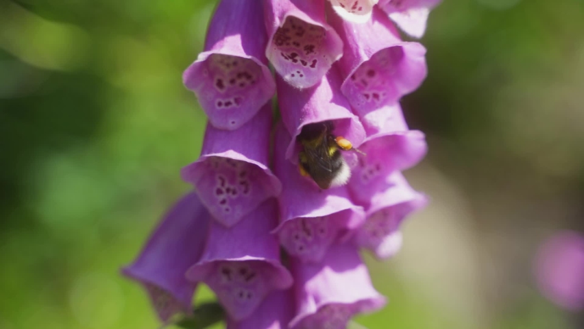 Closeup panning shot of bumblebee searching for pollen in a pink-purple foxglove