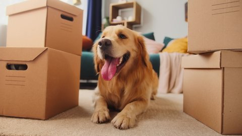 Close-up of golden retriever dog lying on floor between delivery boxes, e-commerce shopping for pets, food and toys gift for small animal friends, happy puppy receive post, online pet store. 