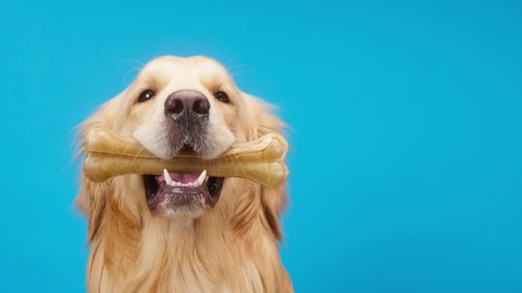 Golden retriever on blue background, gold labrador dog holding bone in mouth and sitting close up. Shooting playful domestic pet with toys in studio. Treat for animals.