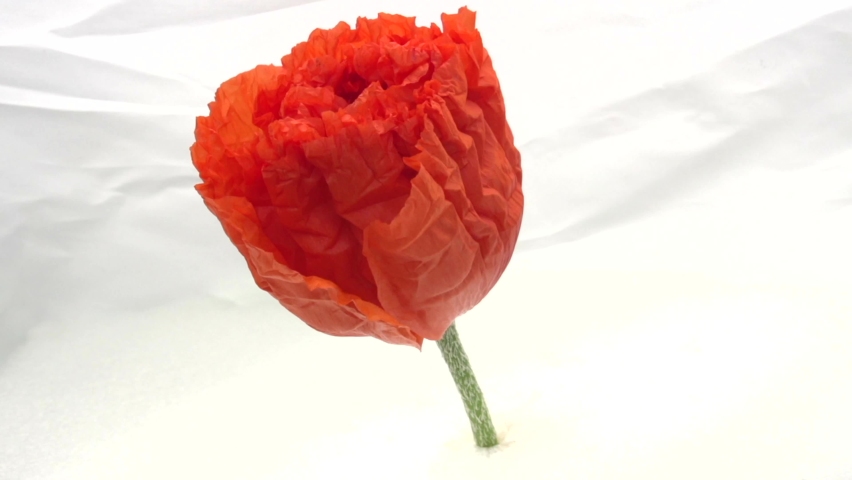 Poppy. Red poppies blooming in time-lapse. Poppy blooms and petals fall. Royalty-Free Stock Footage #1076161607
