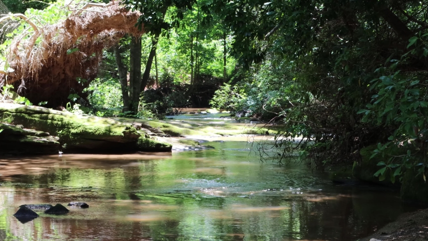 Babbling brook runs through the forest