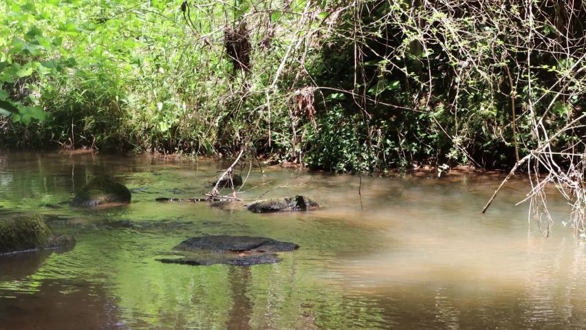 Babbling brook in the woods