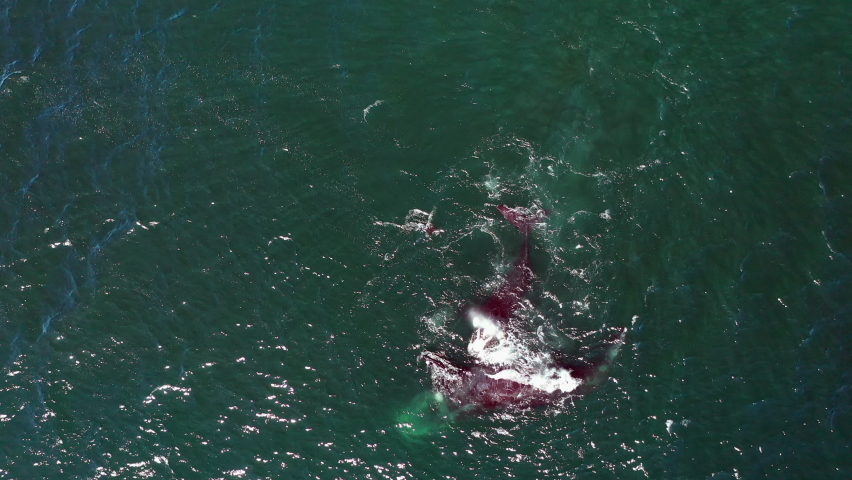 Family Of Southern Right Whales Swimming In The Atlantic Ocean. Eubalaena Australis In Cape Town, South Africa. aerial top-down