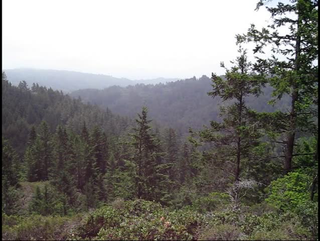 Muir Woods Park in California