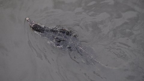 Monitor lizard swimming in muddy water in Malacca Malaysia