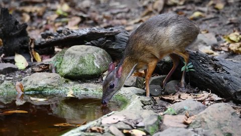 A mouse-deer drnking water from a natural pond