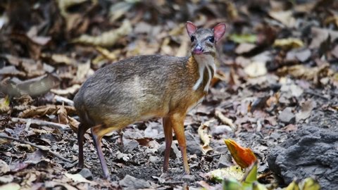 A mouse-deer eating papaya, looking frightened