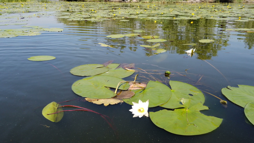 Beautiful lotuses. Lotus blossom valley in summer.