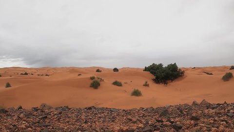 A herd of camel is looking for food in a desert after a rainy day, timelapse