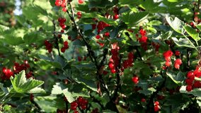 ripening red currant berries on a bush. dolly video