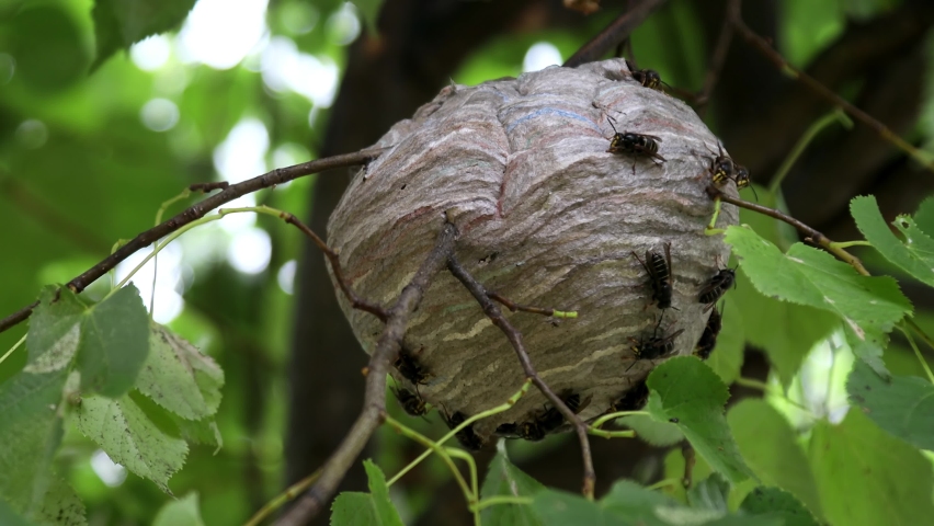 Wasp's Nest Hanging On Tree Wasps Stock Footage Video (100% Royalty 