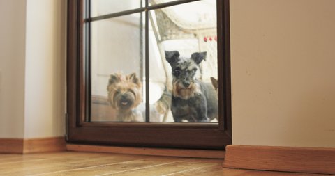A pack of yorkie dogs run into a house through a balcony door that opens in slow motion approaching the camera. Perspective closer to floor, at dog height, bright sun