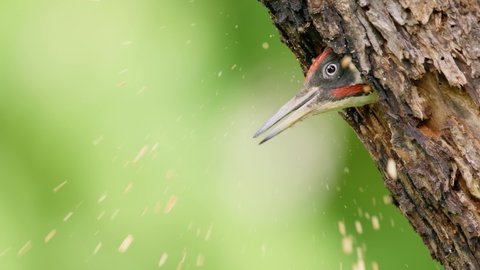 European green woodpecker (Picus viridis) excavating tree hole, bird building nest