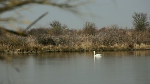 Swan in the Nature reserve of Valle canal Novo, Italy